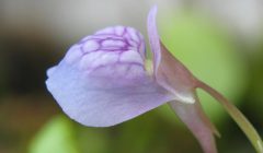 Utricularia graminifolia