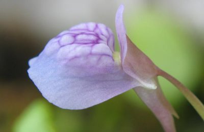 Utricularia graminifolia