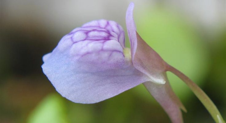 Utricularia graminifolia