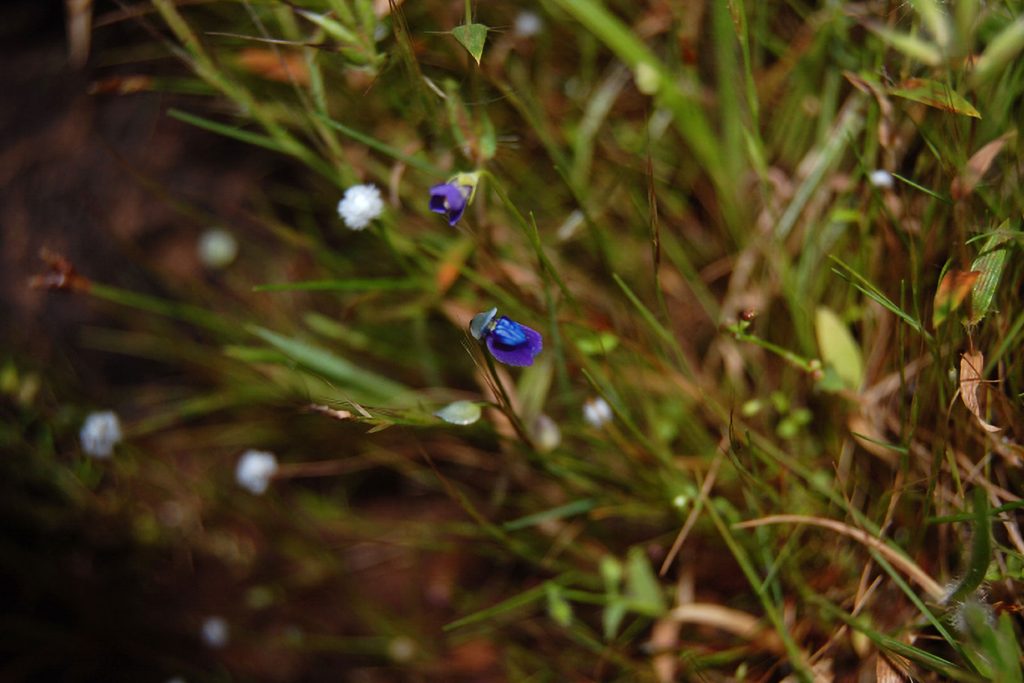 Campo con Utricularia graminifolia fiorita