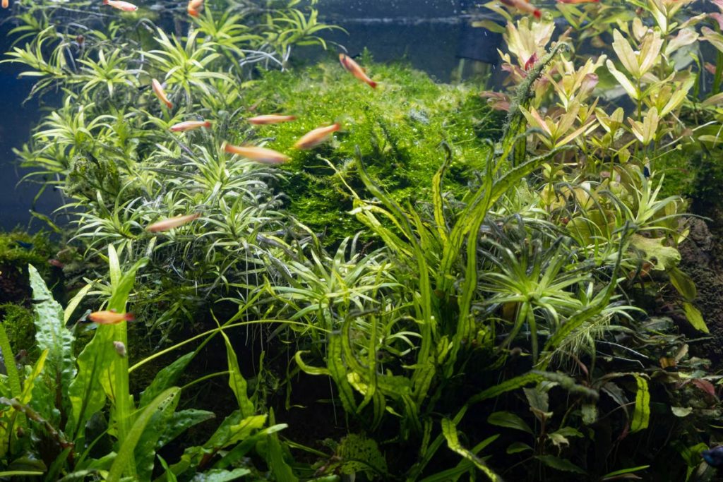 White Cloud Mountain Minnow school aquarium Tanichthys albonubes in piccolo branc costi acquariofilia
