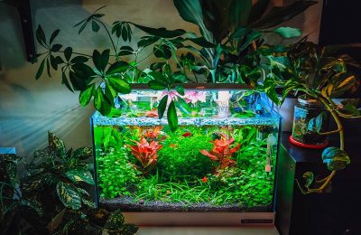 acquario contenere costi