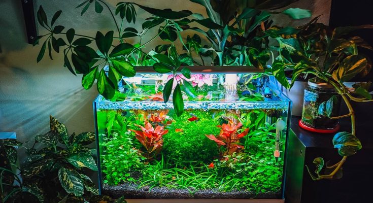 acquario contenere costi