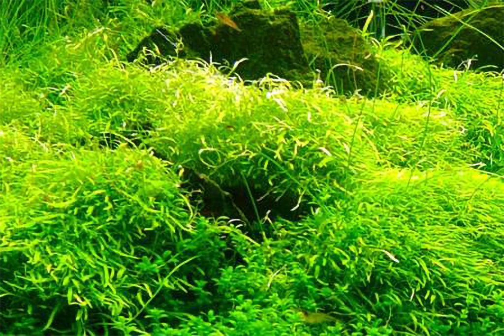 Foto di Utricularia graminifolia nella vasca d'acquario di Fabio Rosa