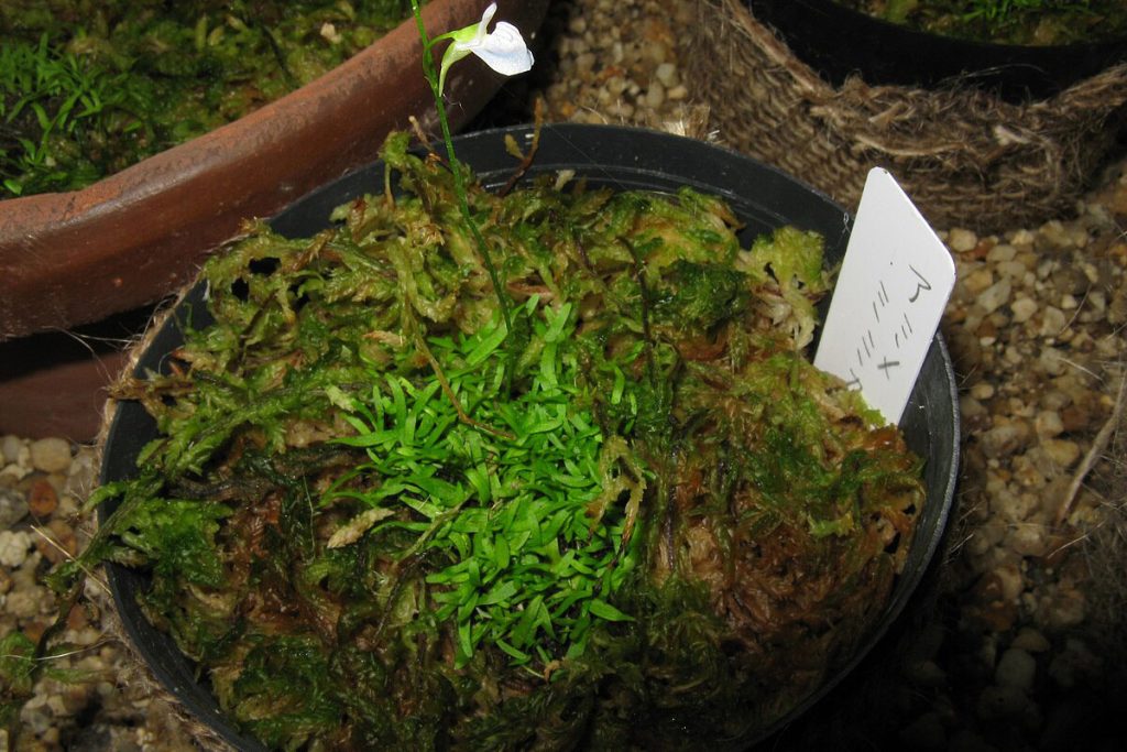 Utricularia graminifolia con fiore bianco in un vaso di muschio.