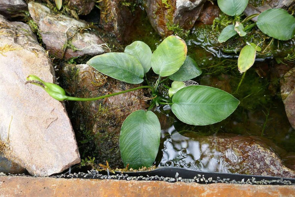 Pianta di Anubias Barteri con spiga floreale che cresce tra rocce umide e acqua.