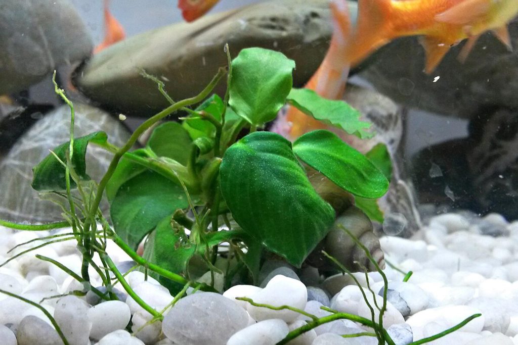 Dettaglio di un acquario con Anubias Barteri, ghiaia bianca, rocce e la coda sfocata di un pesce rosso.