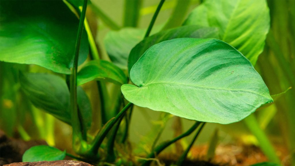Dettaglio di una robusta foglia verde di Anubias Barteri, pianta ideale per l'acquario, che mostra la sua consistenza spessa e cerosa