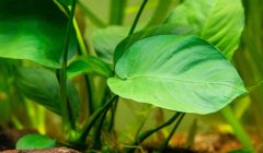 Dettaglio di una robusta foglia verde di Anubias Barteri, pianta ideale per l'acquario, che mostra la sua consistenza spessa e cerosa