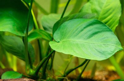 Dettaglio di una robusta foglia verde di Anubias Barteri, pianta ideale per l'acquario, che mostra la sua consistenza spessa e cerosa