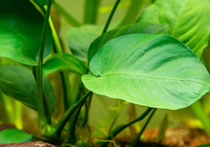 Dettaglio di una robusta foglia verde di Anubias Barteri, pianta ideale per l'acquario, che mostra la sua consistenza spessa e cerosa