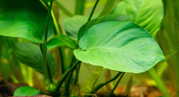 Dettaglio di una robusta foglia verde di Anubias Barteri, pianta ideale per l'acquario, che mostra la sua consistenza spessa e cerosa