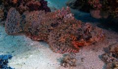 Scorfano a nappe (Scorpaenopsis oxycephalus) appoggiato sul fondale sabbioso presso reef corallino, con pinne pettorali distese e livrea criptica.