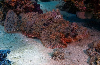 Scorfano a nappe (Scorpaenopsis oxycephalus) appoggiato sul fondale sabbioso presso reef corallino, con pinne pettorali distese e livrea criptica.