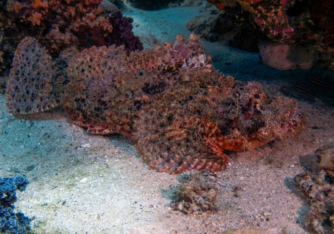 Scorfano a nappe (Scorpaenopsis oxycephalus) appoggiato sul fondale sabbioso presso reef corallino, con pinne pettorali distese e livrea criptica.