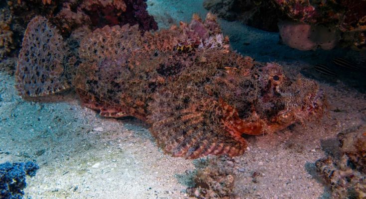 Scorfano a nappe (Scorpaenopsis oxycephalus) appoggiato sul fondale sabbioso presso reef corallino, con pinne pettorali distese e livrea criptica.