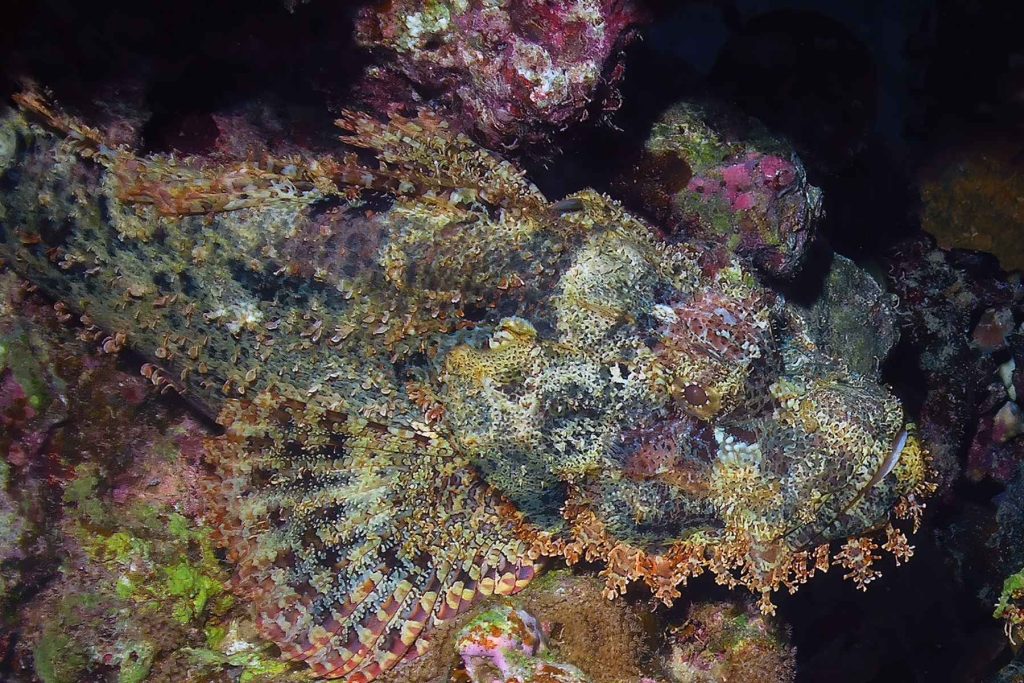 Dettaglio della testa di Scorpaenopsis oxycephalus con muso appuntito, appendici cutanee, occhio prominente e struttura mimetica della pelle.