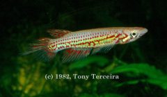 Epiplatys chevalieri fishbase terceira