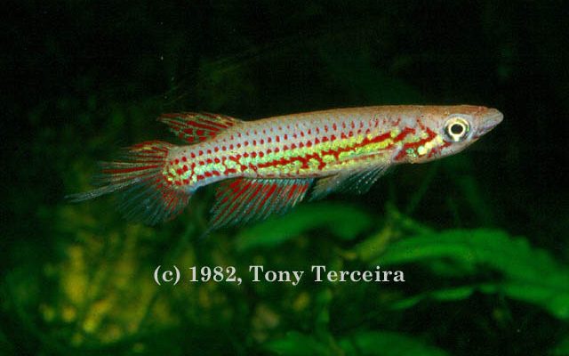 Epiplatys chevalieri fishbase terceira