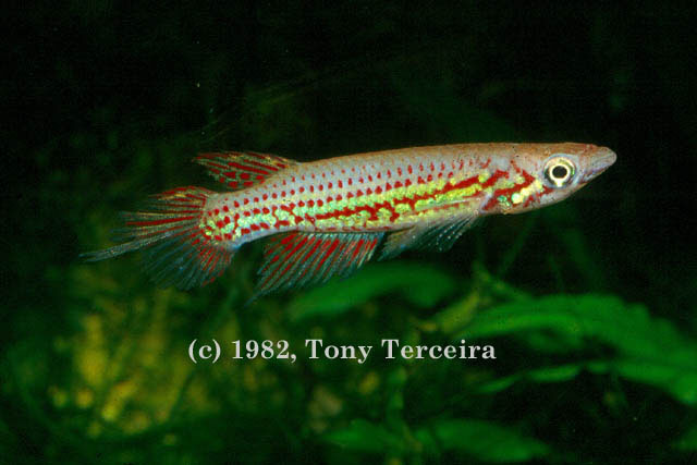 Epiplatys chevalieri fishbase terceira
