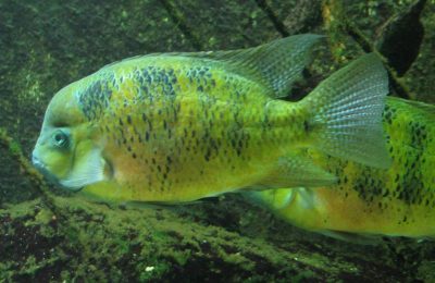 Goldbuntbarsch_(Herichthys_bocourti)