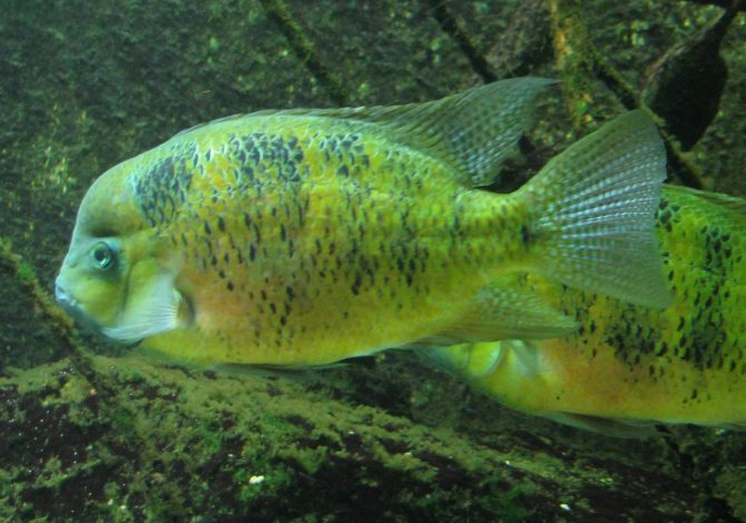 Goldbuntbarsch_(Herichthys_bocourti)