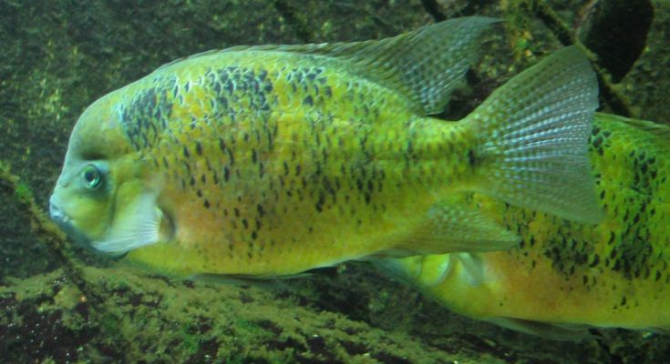 Goldbuntbarsch_(Herichthys_bocourti)