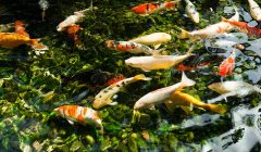 pesci laghetto test acqua