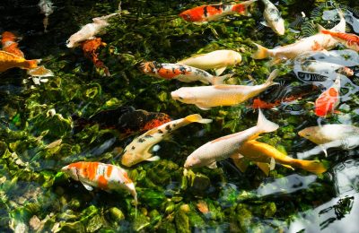 pesci laghetto test acqua