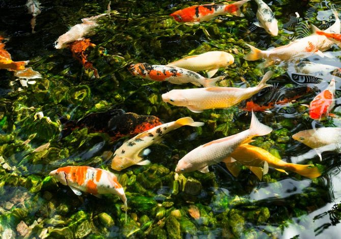 pesci laghetto test acqua