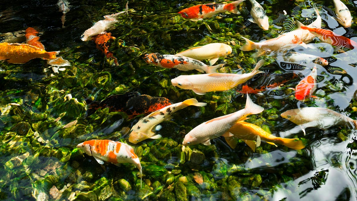 pesci laghetto test acqua