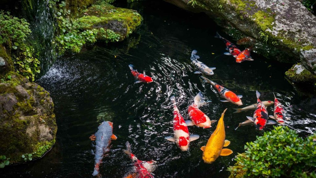 valori acqua laghetto pesci
