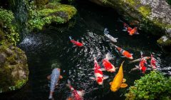 valori acqua laghetto pesci