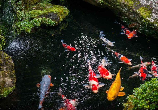 valori acqua laghetto pesci