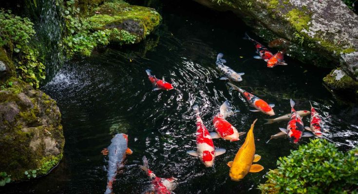valori acqua laghetto pesci