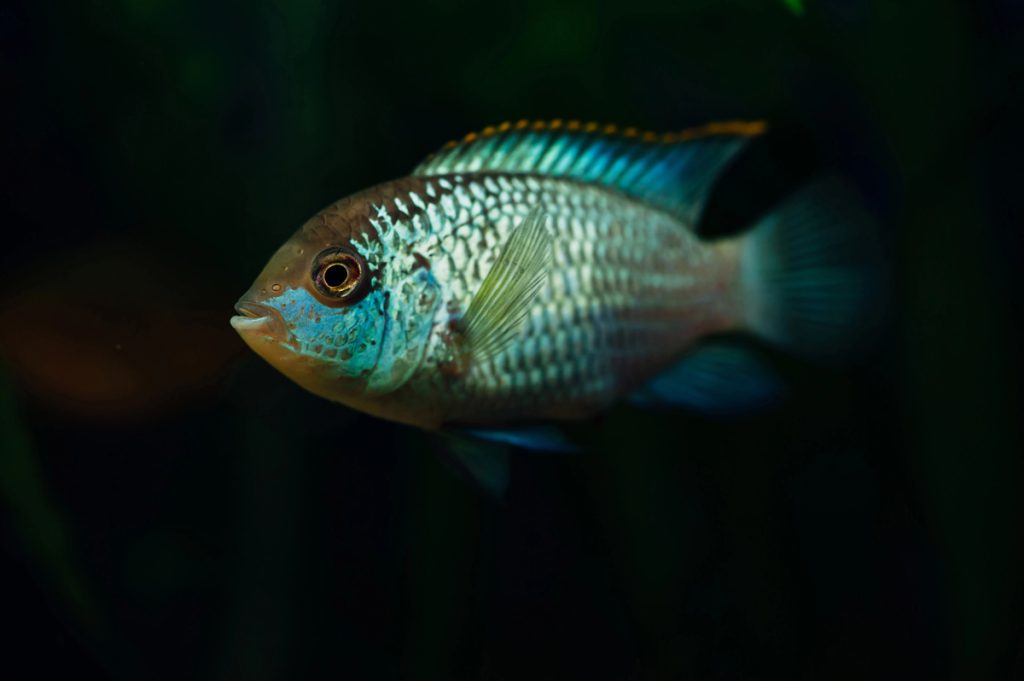 Pesce ornamentale tropicale in acquario usato come immagine editoriale per un articolo su TetraPRO Fertility