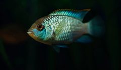 Pesce ornamentale tropicale in acquario usato come immagine editoriale per un articolo su TetraPRO Fertility