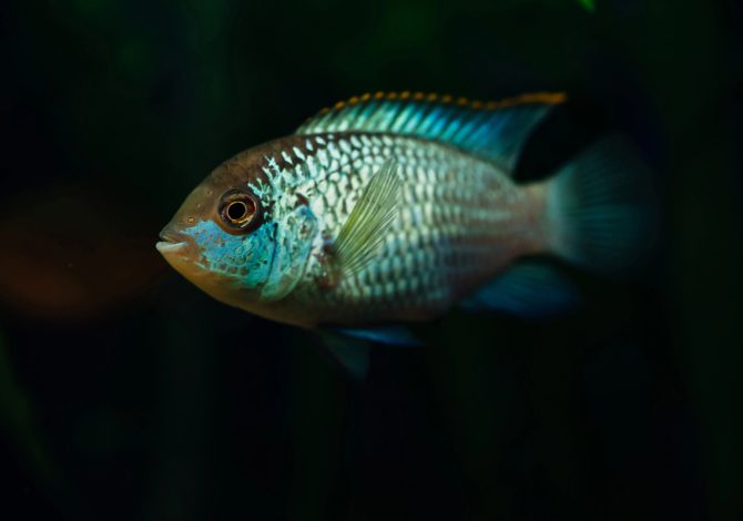 Pesce ornamentale tropicale in acquario usato come immagine editoriale per un articolo su TetraPRO Fertility