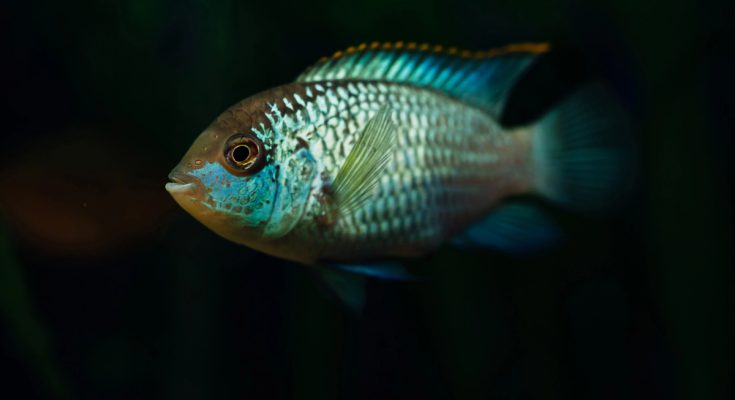 Pesce ornamentale tropicale in acquario usato come immagine editoriale per un articolo su TetraPRO Fertility