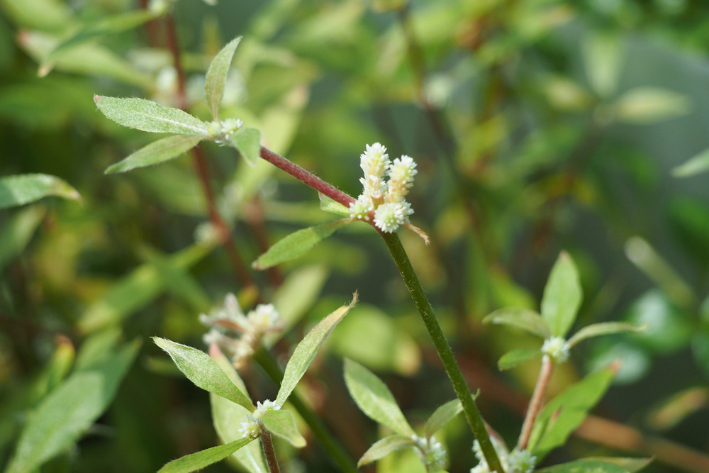 Alternanthera reineckii