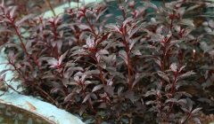 Alternanthera_reineckii