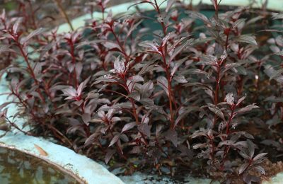 Alternanthera_reineckii