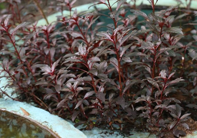 Alternanthera_reineckii