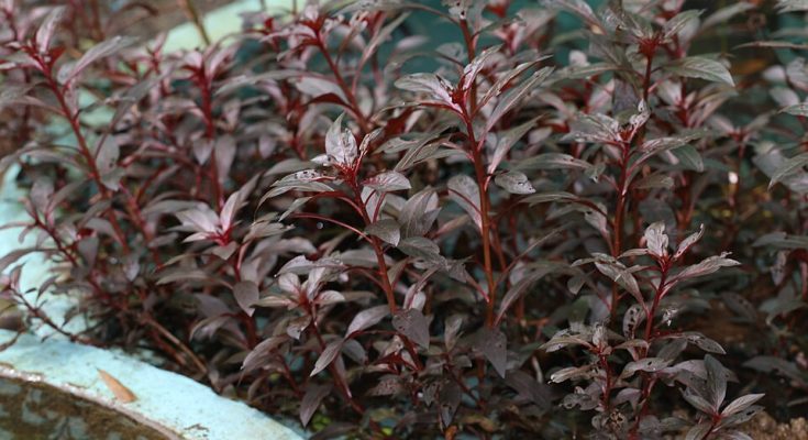 Alternanthera_reineckii