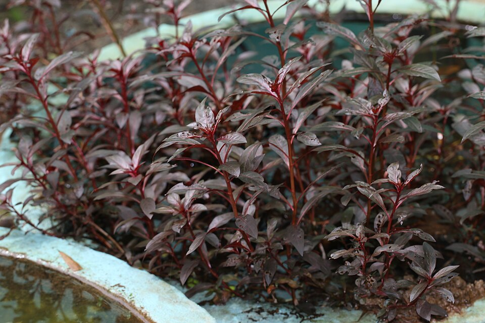 Alternanthera_reineckii