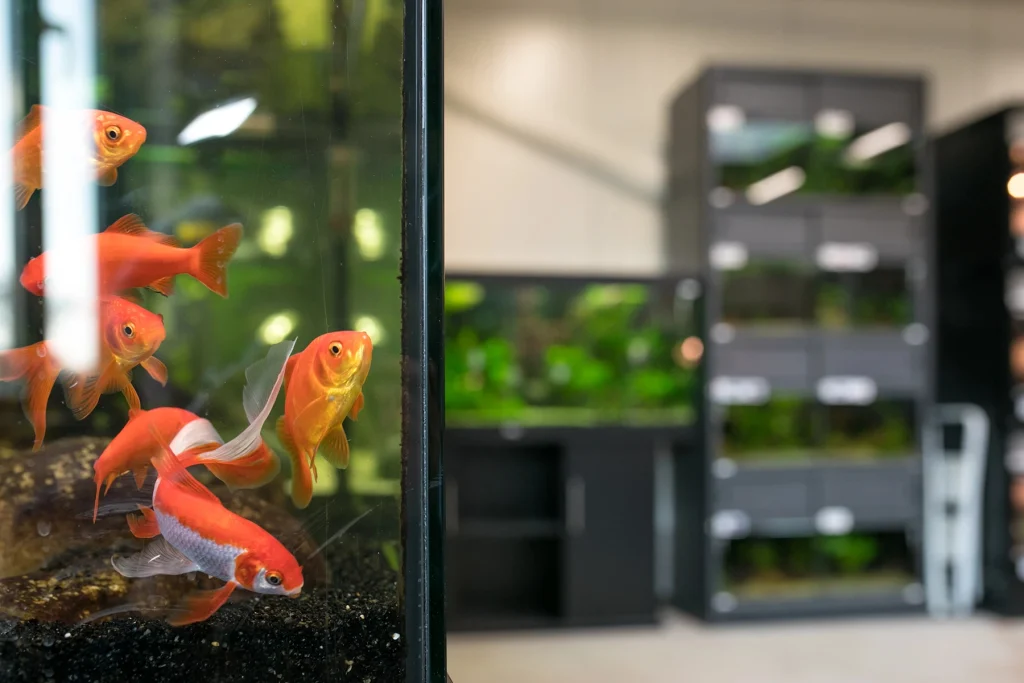 Comprare pesci per acquario cosa controllare