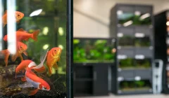 Comprare pesci per acquario cosa controllare