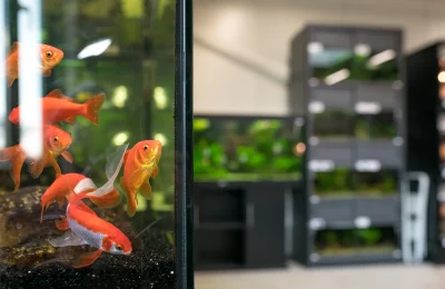 Comprare pesci per acquario cosa controllare