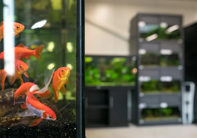 Comprare pesci per acquario cosa controllare