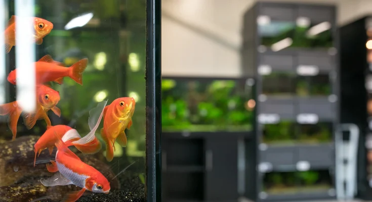 Comprare pesci per acquario cosa controllare